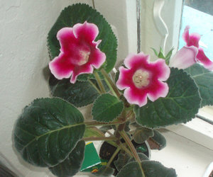 P6300143-1-500.jpg