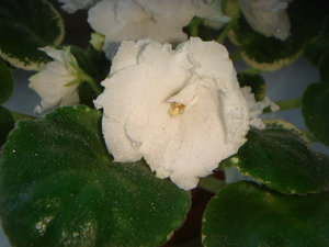 DSC09090.JPG