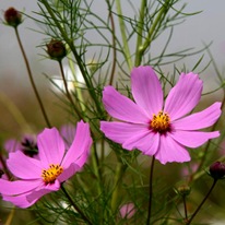 cosmosflower_thumb[1].jpg