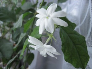 jasmin1-300x225[1].jpg
