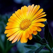 Calendula_thumb[1].jpg