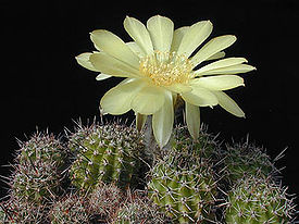 275px-Echinopsis_aurea1MW[1].jpg