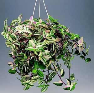 Tradescantia_albiflora[1].jpg