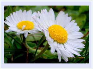 87390997_belis_max[1].jpg