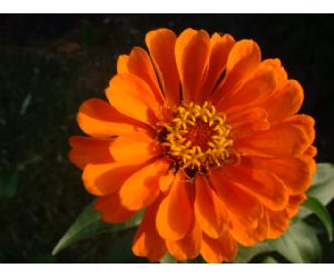 16651_flores[1].jpg
