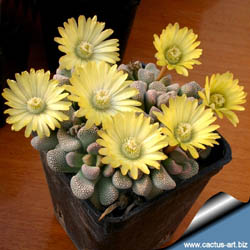 titanopsis%20primosii%20sb816%20platbakkies%202[1].jpg