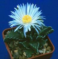 faucaria1_m[1].jpg