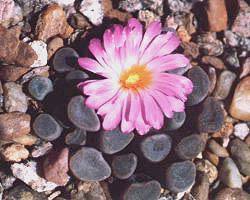 Frithia_pulchra_m[1].jpg
