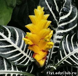 Aphelandra_squarrosa.3jpg.jpg