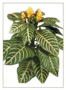 Aphelandra.jpg