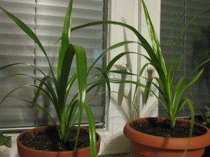 IMG_1470.JPG