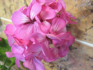 IMG_4071.jpg