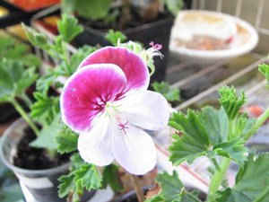IMG_4162.jpg