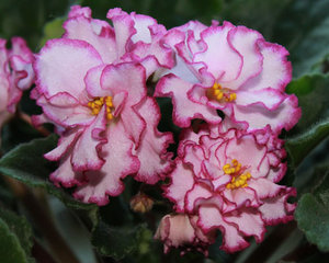 IMG_0327-500.jpg
