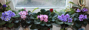 IMG_0334-800.jpg