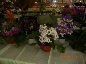 dscn1240_ue_186.jpg