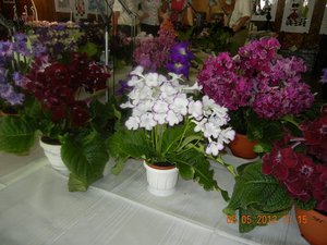 dscn1238_ue_272.jpg