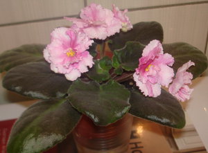 DSC06786.jpg