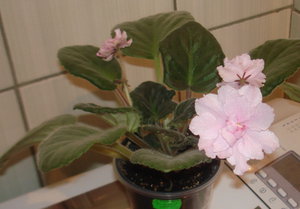 DSC06785.jpg