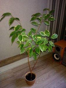 WP_000028_PB.jpg