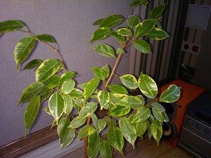 WP_000029_PB.jpg