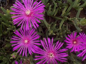 delosperma1.jpg