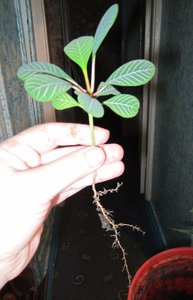 IMG_2794.JPG