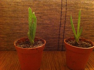 IMG_0199.jpg