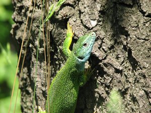 IMG_4944 ящерка.jpg