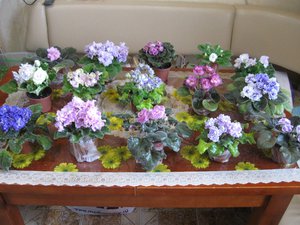 Изображение 1246 (Копировать).jpg