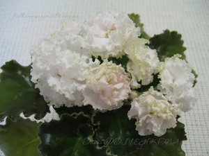Изображение 1251 (Копировать).jpg