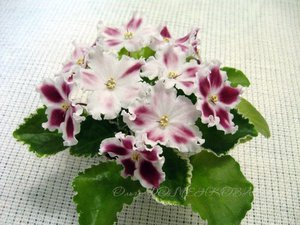 Изображение 1254 (Копировать).jpg