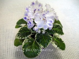 Изображение 1261 (Копировать).jpg
