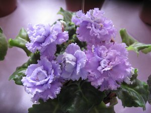 Изображение 1268 (Копировать).jpg