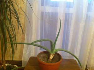 IMG_0210.jpg