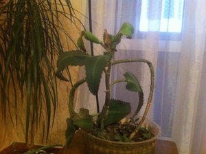 IMG_0211.jpg