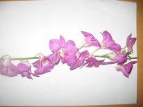 IMG_0046.JPG