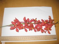 IMG_0047.JPG