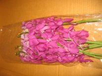 IMG_0056.JPG