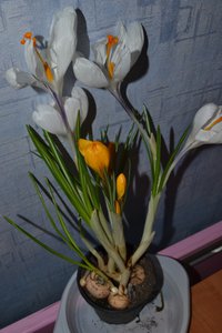 DSC_1175.JPG
