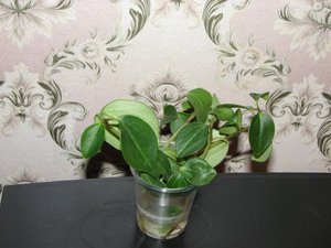 IMG_5225.jpg