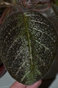 DSC_1383.JPG
