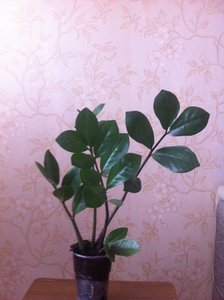 IMG_0242.jpg
