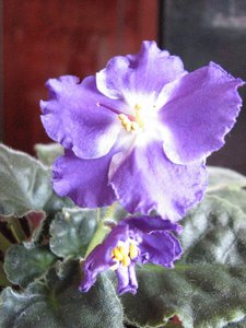 IMG_5537.jpg