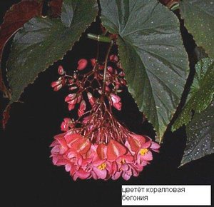 begoniaa.jpg