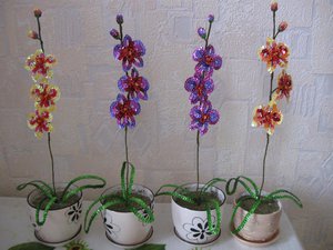 IMG_0239.jpg
