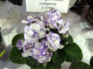Изображение 1526 (Копировать).jpg