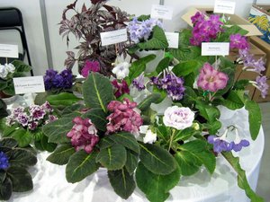 Изображение 1530 (Копировать).jpg