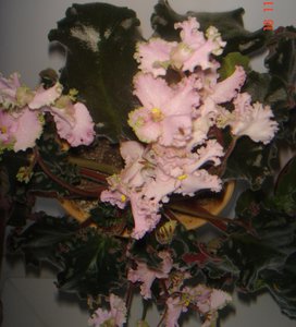 DSC00492.JPG