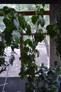 DSC_0209.JPG